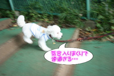 トイプードルホワイトとシルバー多頭飼い画像