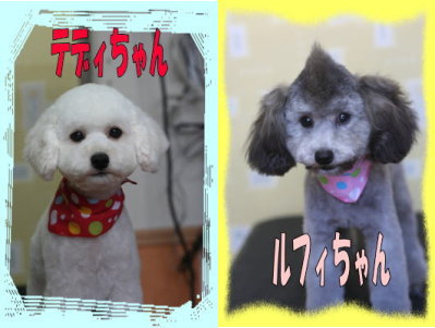 トイプードルホワイトとシルバー多頭飼い画像