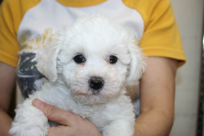 ビションフリーゼの子犬メス画像