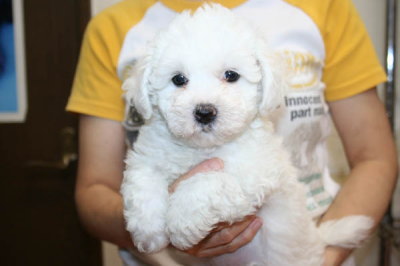 ビションフリーゼの子犬メス画像