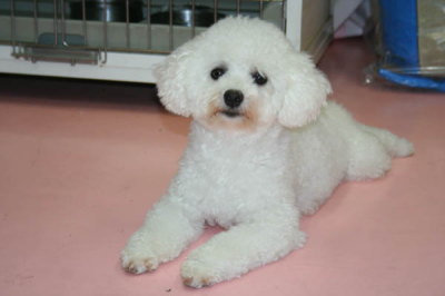 ビションフリーゼの成犬メス画像