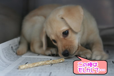 ラブラドールイエロー(クリーム)の子犬メス画像