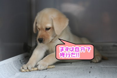 ラブラドールイエロー(クリーム)の子犬メス画像