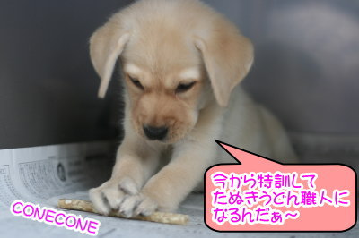 トイプードルとラブラドールの多頭飼い 埼玉県飯能市 A Happy Dog Life ブリーダーブログ