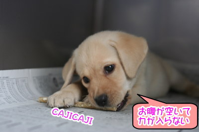 ラブラドールイエロー(クリーム)の子犬メス画像