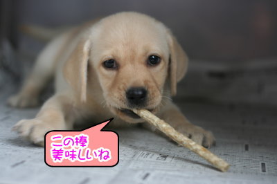 ラブラドールイエロー(クリーム)の子犬メス画像