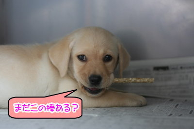 ラブラドールイエロー(クリーム)の子犬メス画像