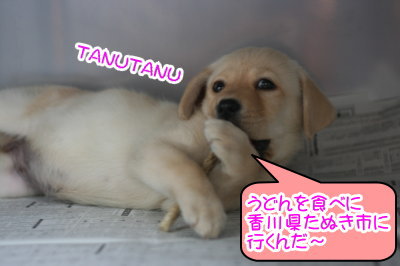 ラブラドールイエロー(クリーム)の子犬メス画像