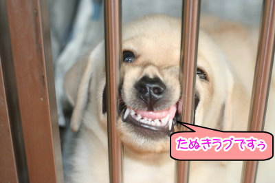 ラブラドールイエロー(クリーム)の子犬メス画像