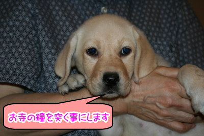 ラブラドールイエロー(クリーム)の子犬メス画像
