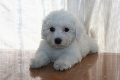 ビションフリーゼの子犬メス画像