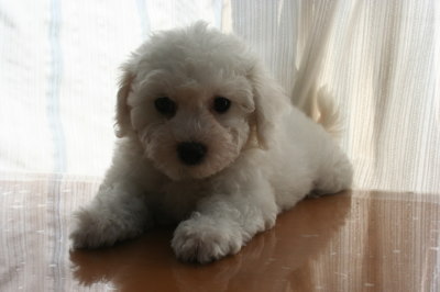 ビションフリーゼの子犬メス画像