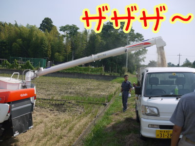 アイガモ(合鴨)農法、長生村画像