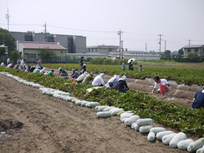 アイガモ(合鴨)農法、長生村画像