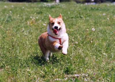 ウェルシュコーギーの成犬画像