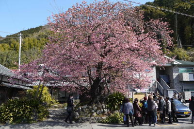 河津桜原木画像