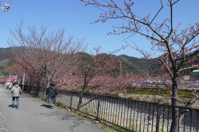 河津桜画像