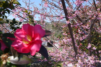 河津桜と椿の画像