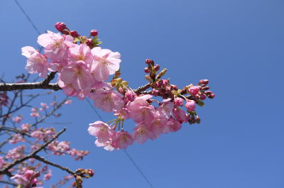河津桜画像