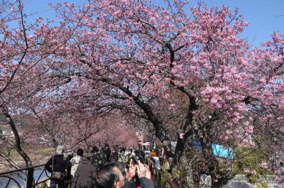 河津桜画像