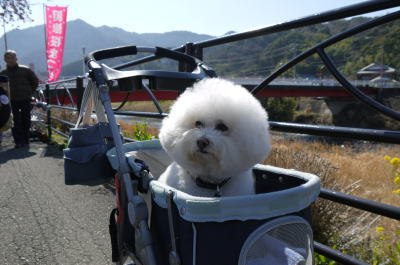 ビションフリーゼの成犬画像