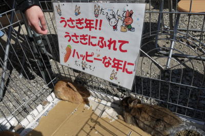 うさぎ画像