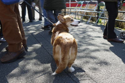 ウェルシュコーギーの尻尾あり画像