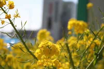 菜の花画像