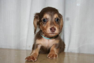 ミニチュアダックスチョコタンの子犬画像