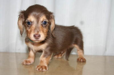 ミニチュアダックスチョコタンの子犬画像