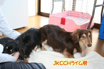 ミニチュアダックス犬の交配、チョコクリームxブラッククリーム画像