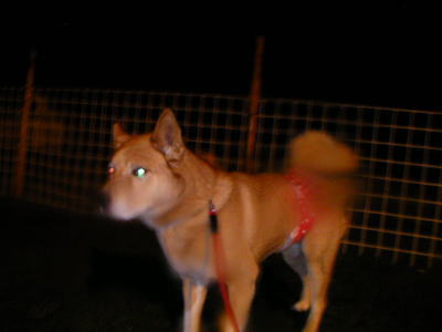 被災した保護犬画像