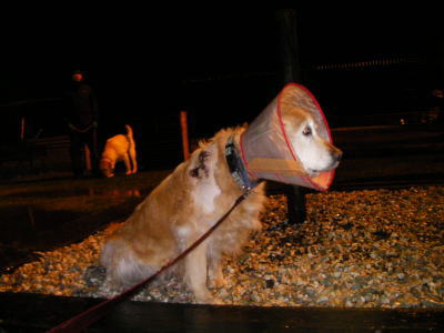 被災した保護犬画像
