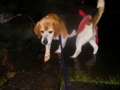 被災した保護犬画像