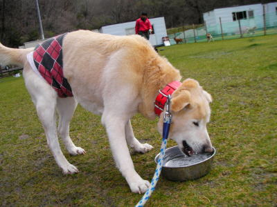 イエローラブラドール成犬画像