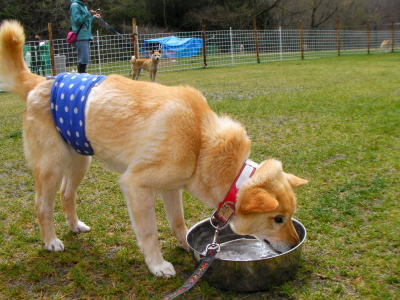 雑種成犬画像