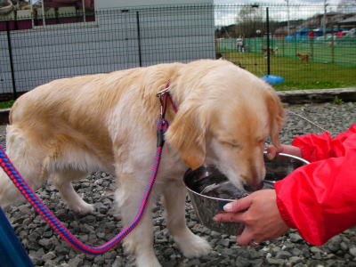 ゴールデンレトリバー成犬画像