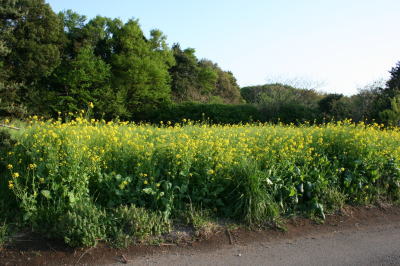 菜の花画像