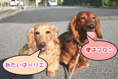 ミニチュアダックスレッドとクリーム成犬多頭飼い画像