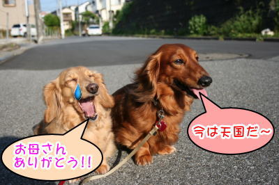 ミニチュアダックスレッドとクリーム成犬多頭飼い画像