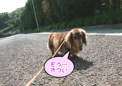 ミニチュアダックスチョコタン2頭成犬画像