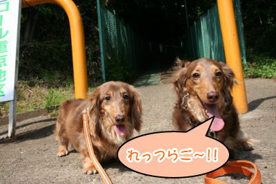 ミニチュアダックスチョコタン2頭成犬画像