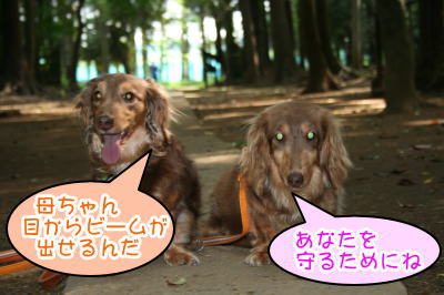 ミニチュアダックスチョコタン2頭成犬画像