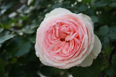 バラの花画像