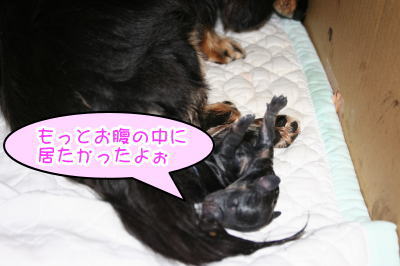 ミニチュアダックス出産画像