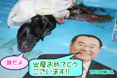 ミニチュアダックス出産画像