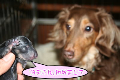 ミニチュアダックス出産画像