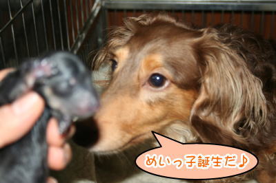 ミニチュアダックス出産画像