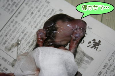ミニチュアダックス出産画像