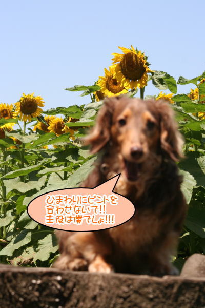 ミニチュアダックスチョコタン成犬画像